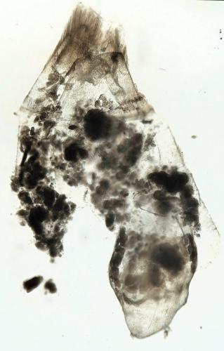 Alucita sp.